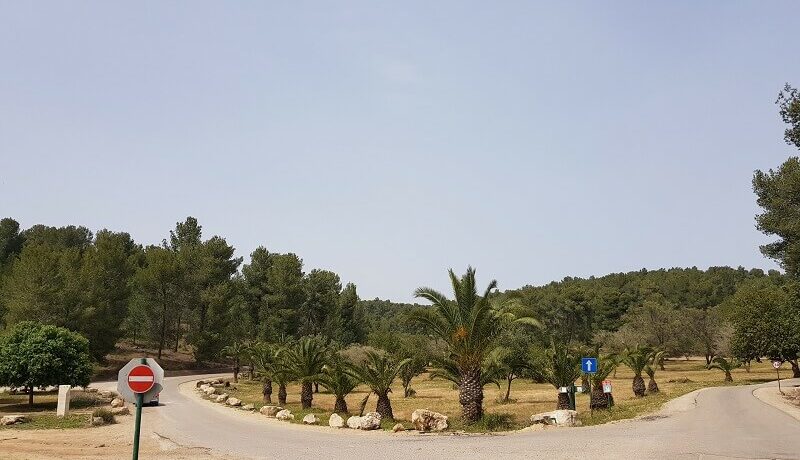 יער המלאכים שחריה