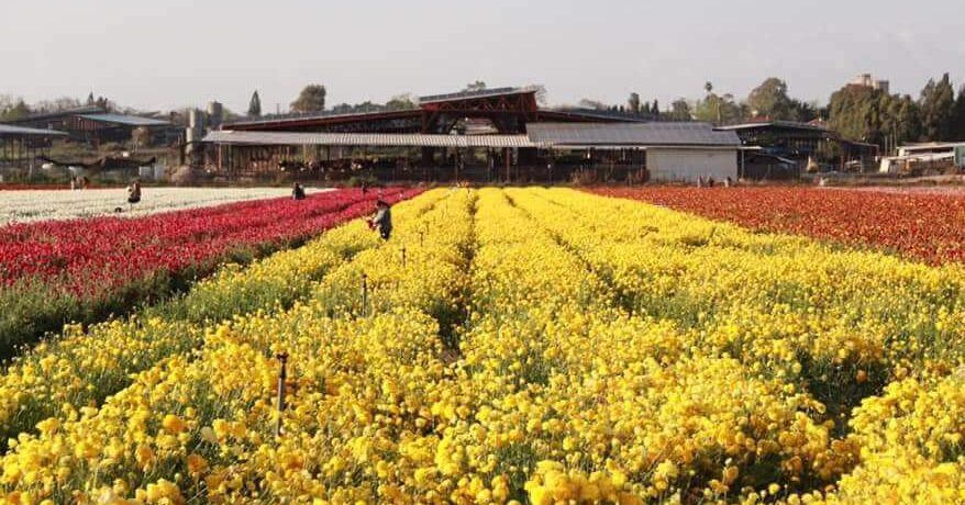 שדה נוריות בבאר טוביה