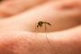 יתושים נגועים בנגיף קדחת הנילוס המערבי אותרו בנחל נועם בקריית גת